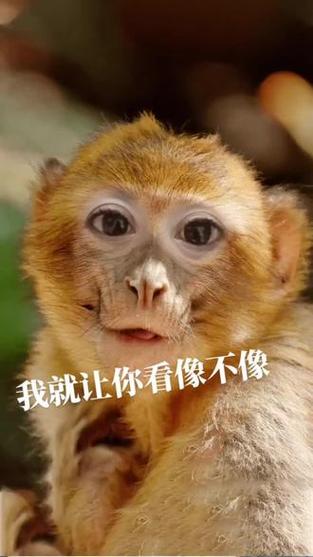 澳门今晚开奖结果+开奖记录和车钥匙逗猴被猴抢走与猴子车钥匙