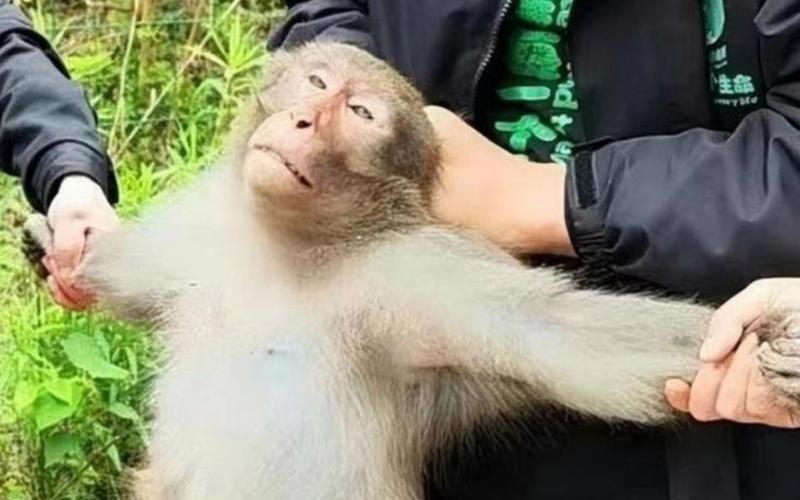 2025年澳门天天彩免费记录和车钥匙逗猴被猴抢走与猴子车钥匙