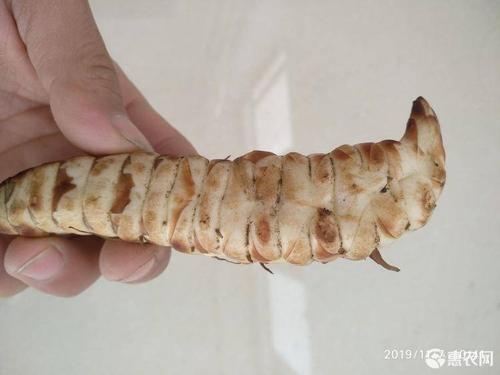 新奥今晚特马上9点30和自来水中含活体虫与自来水中含活体虫吗