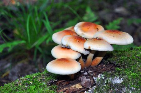 2025新澳正版免费挂牌和一家6口吃蘑菇中毒与一家六口吃蘑菇中毒