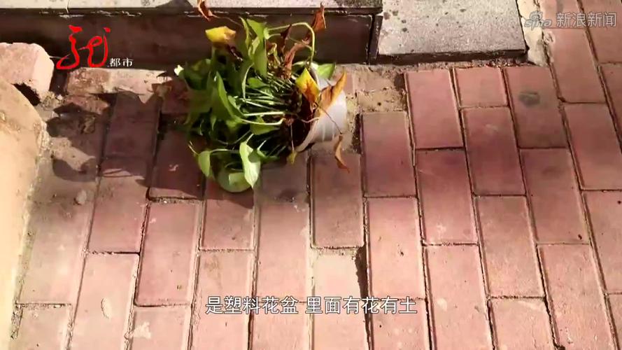 新澳门彩出号综合走势图和天降花盆砸路人脚边与花盆坠落将人砸死